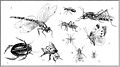 Рис. 15 Үөн-көйүүр — насекомые.jpg